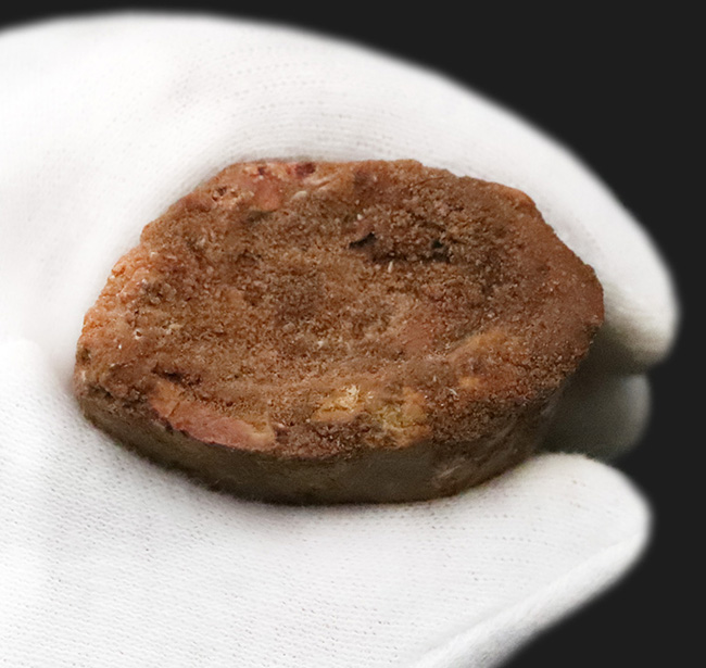 これは間違いなく社史に残る1本！ 歴代トップクラスの巨大歯化石 カルカロドントサウルス（Carcharodontosaurus saharicus）“メガサイズ標本”（その8）