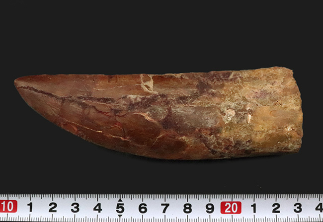 これは間違いなく社史に残る1本！ 歴代トップクラスの巨大歯化石 カルカロドントサウルス（Carcharodontosaurus saharicus）“メガサイズ標本”（その9）