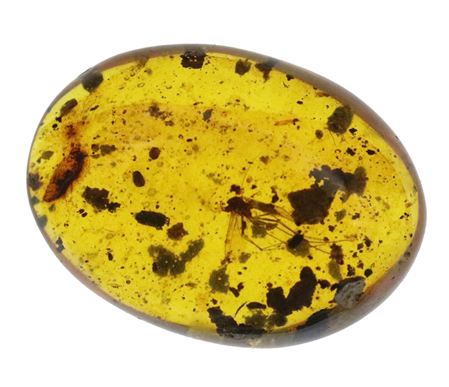 世界最古級の琥珀の一つ……恐竜時代の羽虫を内包した、ミャンマー産バーマイト（Burmite）（その2）