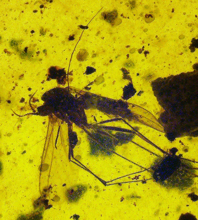 世界最古級の琥珀の一つ……恐竜時代の羽虫を内包した、ミャンマー産バーマイト（Burmite）（その3）