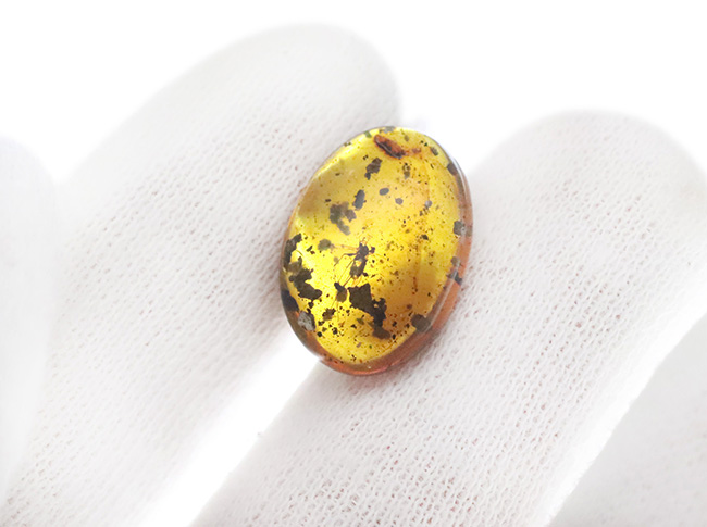 世界最古級の琥珀の一つ……恐竜時代の羽虫を内包した、ミャンマー産バーマイト（Burmite）（その4）