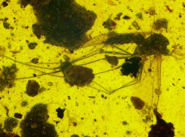 世界最古級の琥珀の一つ……恐竜時代の羽虫を内包した、ミャンマー産バーマイト（Burmite）（その6）