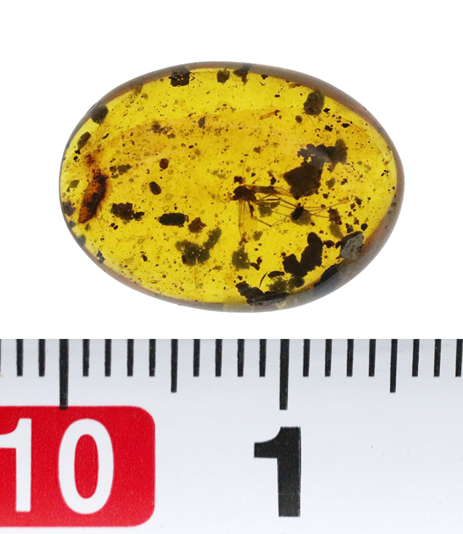 世界最古級の琥珀の一つ……恐竜時代の羽虫を内包した、ミャンマー産バーマイト（Burmite）（その7）