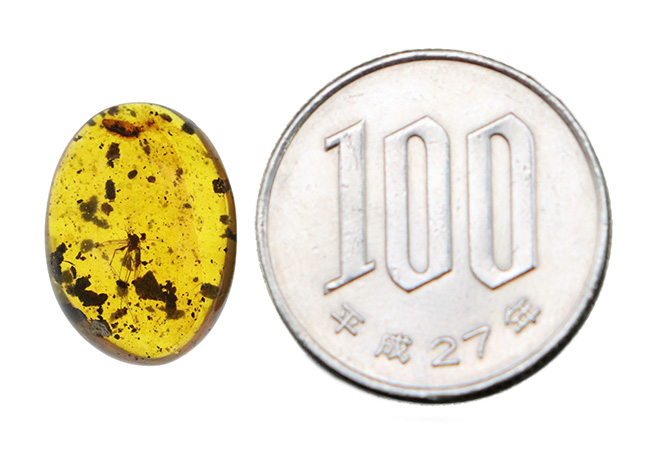 世界最古級の琥珀の一つ……恐竜時代の羽虫を内包した、ミャンマー産バーマイト（Burmite）（その8）