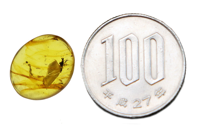 虫入りです！白亜紀、約1億年前の恐竜時代に形成された、極めて