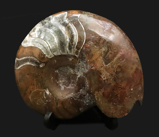 ちょっと珍しい!古生代デボン紀の海で主役の一つとして繁栄した、ゴニアタイト(Goniatite)の完全体標本(その1)