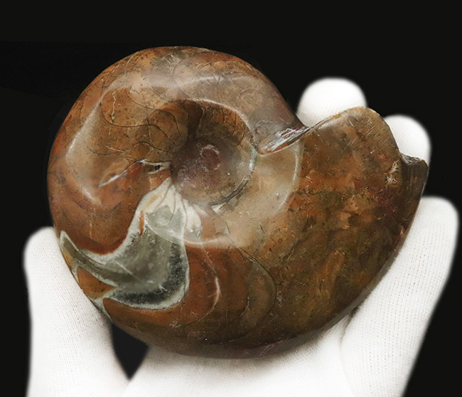 ちょっと珍しい!古生代デボン紀の海で主役の一つとして繁栄した、ゴニアタイト(Goniatite)の完全体標本(その4)