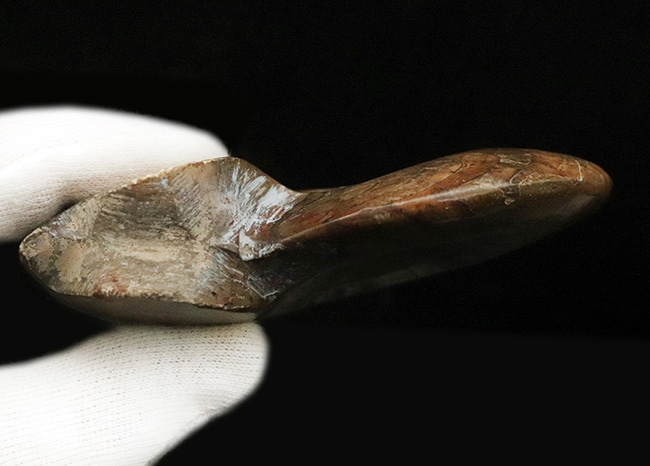 ちょっと珍しい!古生代デボン紀の海で主役の一つとして繁栄した、ゴニアタイト(Goniatite)の完全体標本(その5)