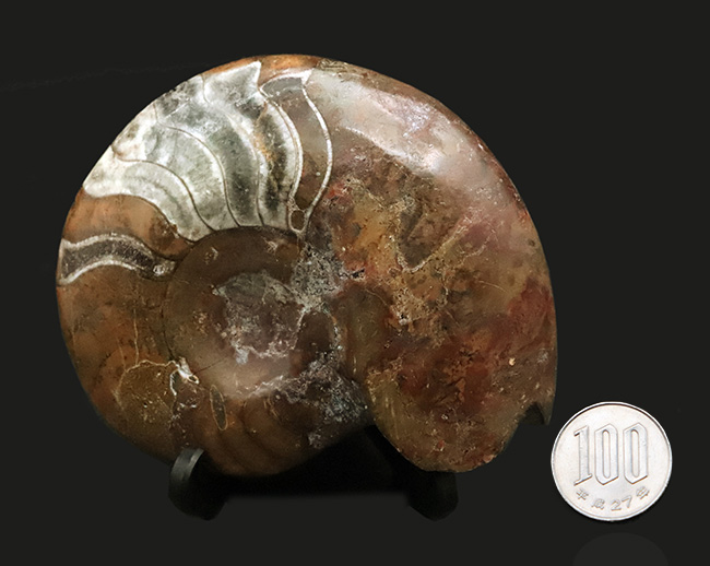 ちょっと珍しい!古生代デボン紀の海で主役の一つとして繁栄した、ゴニアタイト(Goniatite)の完全体標本(その7)