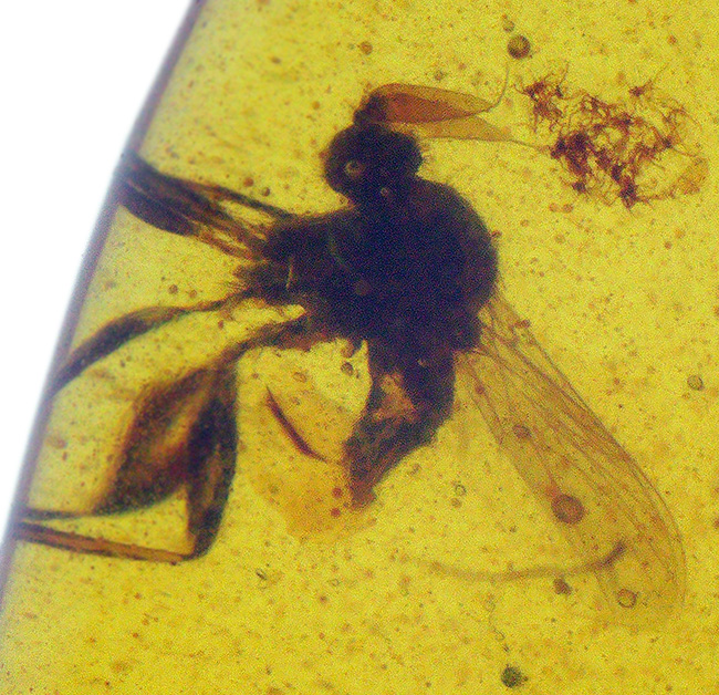 樹液に群がった白亜紀の森の一瞬を捉えたタイムカプセル … 種類の異なる2匹の虫を内包したバーマイト（Burmite）琥珀（その1）