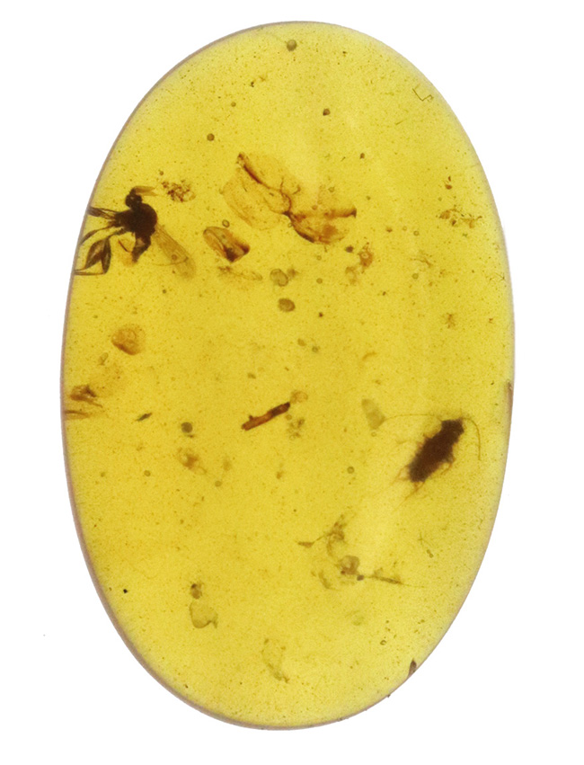 樹液に群がった白亜紀の森の一瞬を捉えたタイムカプセル … 種類の異なる2匹の虫を内包したバーマイト（Burmite）琥珀（その2）