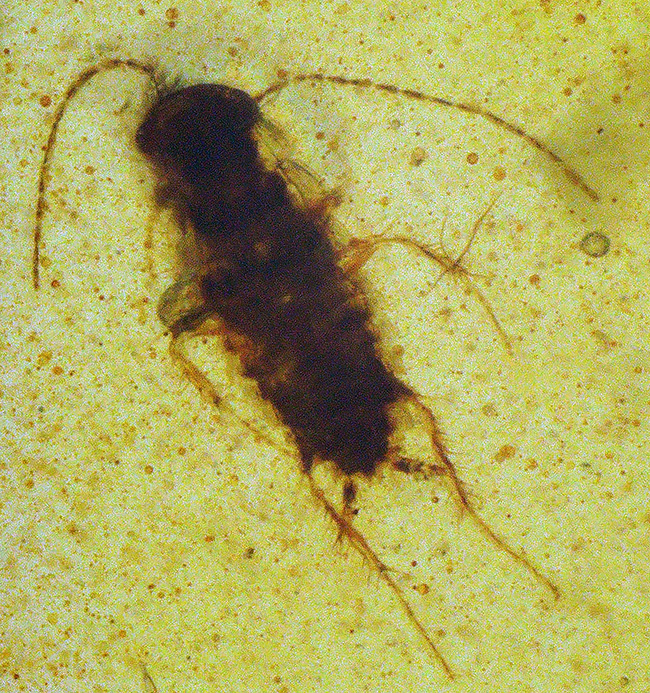 樹液に群がった白亜紀の森の一瞬を捉えたタイムカプセル … 種類の異なる2匹の虫を内包したバーマイト（Burmite）琥珀（その3）