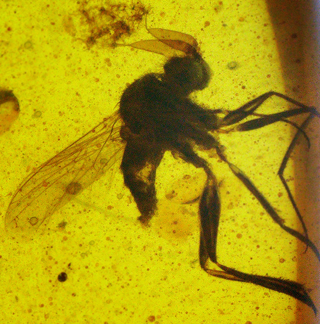 樹液に群がった白亜紀の森の一瞬を捉えたタイムカプセル … 種類の異なる2匹の虫を内包したバーマイト（Burmite）琥珀（その4）