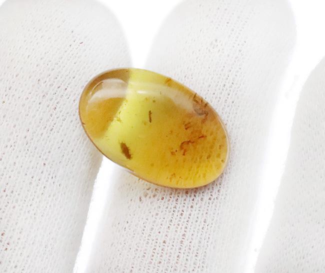 樹液に群がった白亜紀の森の一瞬を捉えたタイムカプセル … 種類の異なる2匹の虫を内包したバーマイト（Burmite）琥珀（その5）