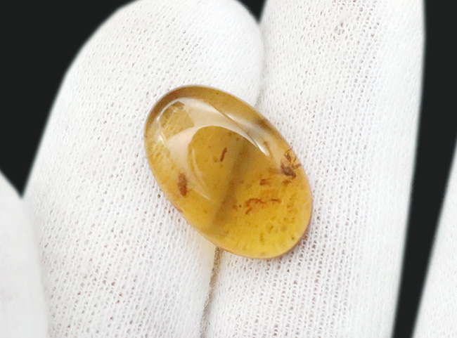 樹液に群がった白亜紀の森の一瞬を捉えたタイムカプセル … 種類の異なる2匹の虫を内包したバーマイト（Burmite）琥珀（その6）