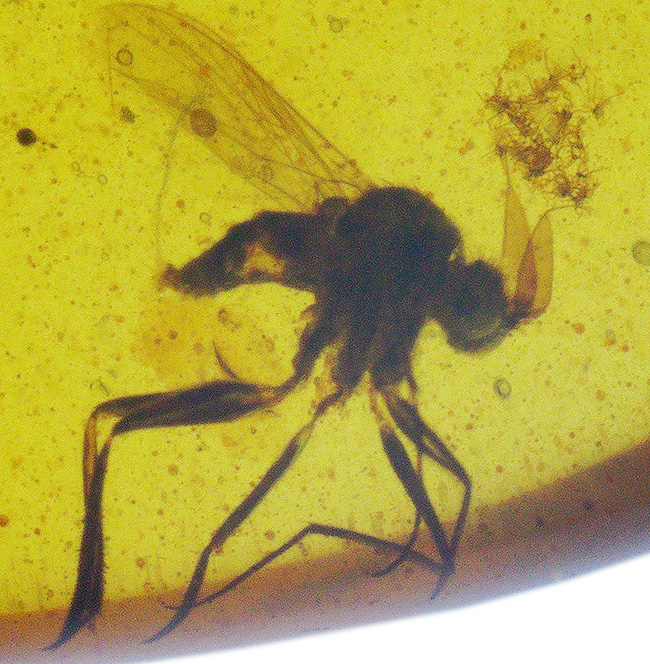 樹液に群がった白亜紀の森の一瞬を捉えたタイムカプセル … 種類の異なる2匹の虫を内包したバーマイト（Burmite）琥珀（その7）