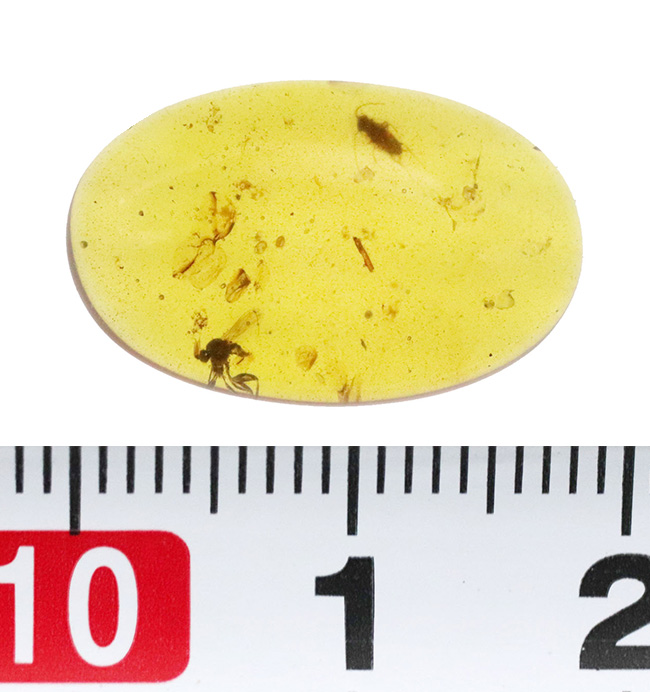 樹液に群がった白亜紀の森の一瞬を捉えたタイムカプセル … 種類の異なる2匹の虫を内包したバーマイト（Burmite）琥珀（その8）
