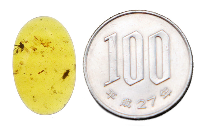 樹液に群がった白亜紀の森の一瞬を捉えたタイムカプセル … 種類の異なる2匹の虫を内包したバーマイト（Burmite）琥珀（その9）