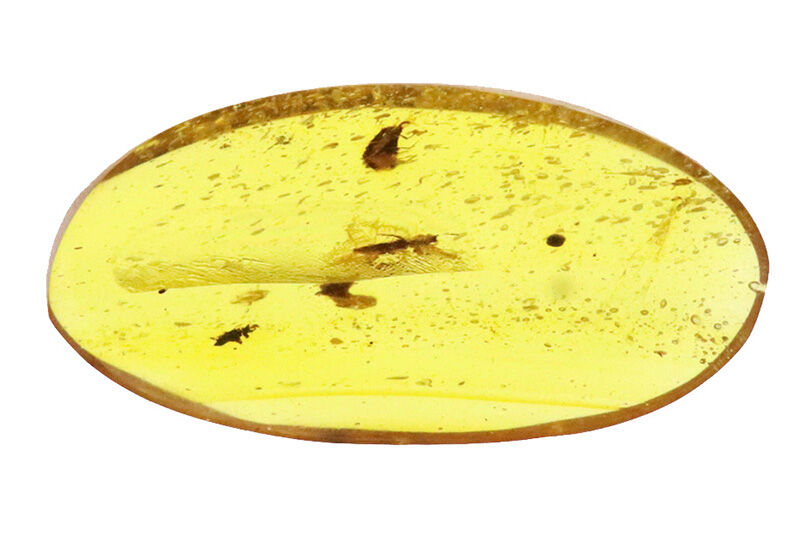 恐竜時代の森から届いた宝石……虫を内包したミャンマー産琥珀、バーマイト（Burmite）（その2）