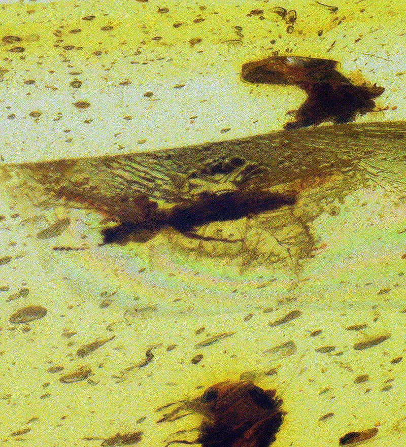 恐竜時代の森から届いた宝石……虫を内包したミャンマー産琥珀、バーマイト（Burmite）（その3）