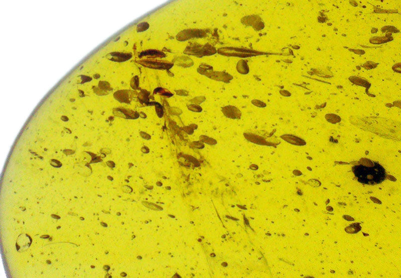 恐竜時代の森から届いた宝石……虫を内包したミャンマー産琥珀、バーマイト（Burmite）（その4）