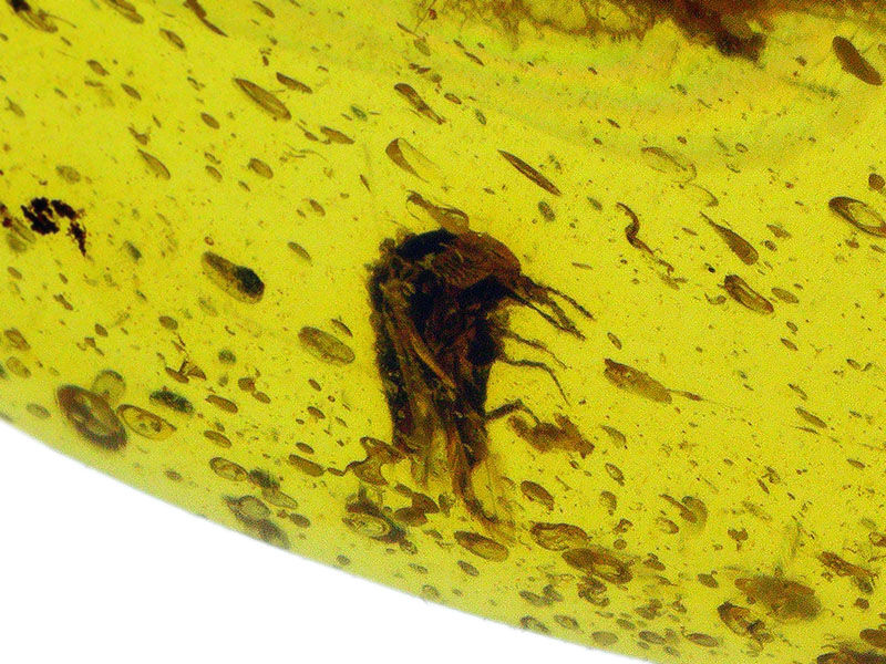 恐竜時代の森から届いた宝石……虫を内包したミャンマー産琥珀、バーマイト（Burmite）（その5）
