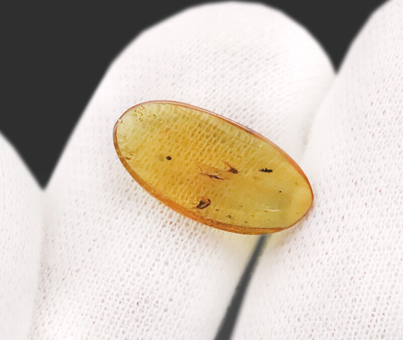 恐竜時代の森から届いた宝石……虫を内包したミャンマー産琥珀、バーマイト（Burmite）（その7）