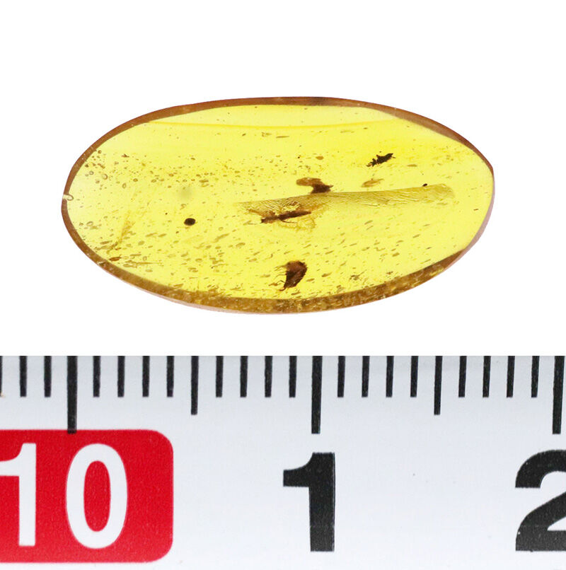 恐竜時代の森から届いた宝石……虫を内包したミャンマー産琥珀、バーマイト（Burmite）（その8）