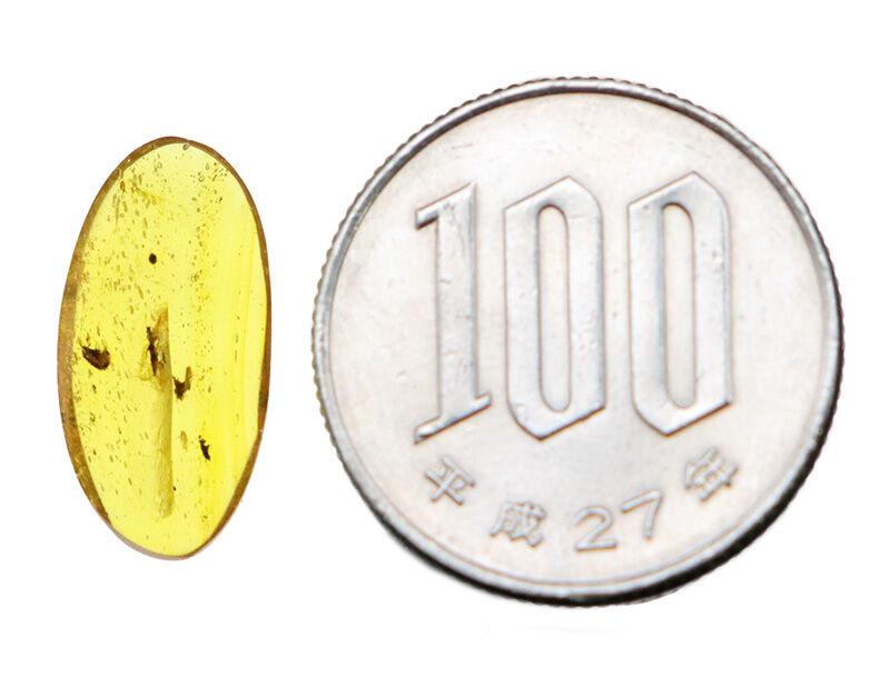 恐竜時代の森から届いた宝石……虫を内包したミャンマー産琥珀、バーマイト（Burmite）（その9）