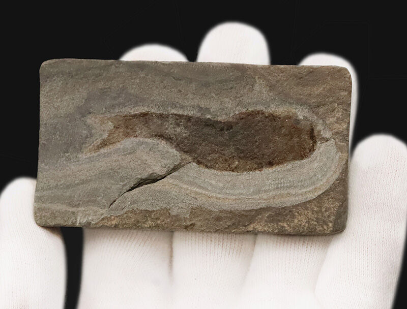 ベリーレア！魚なのに顎がない！？ 約4億3,000万年前の奇妙な古代魚「ビルケニア（Birkenia）」の化石。太古の姿を今に伝える、保存状態の良い希少標本！（その2）