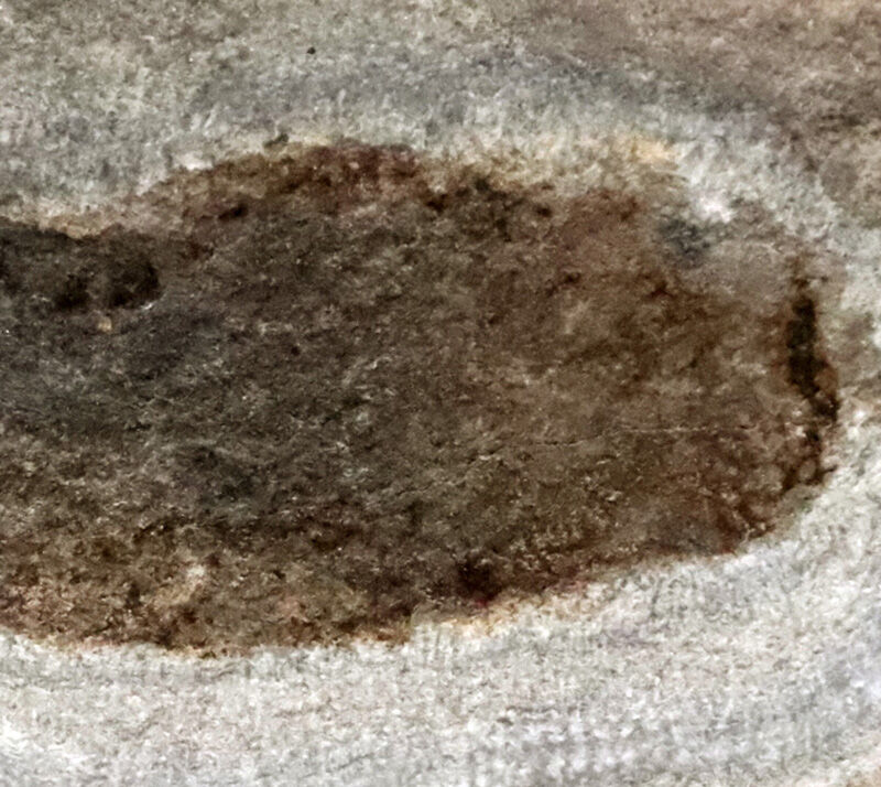 ベリーレア！魚なのに顎がない！？ 約4億3,000万年前の奇妙な古代魚「ビルケニア（Birkenia）」の化石。太古の姿を今に伝える、保存状態の良い希少標本！（その3）