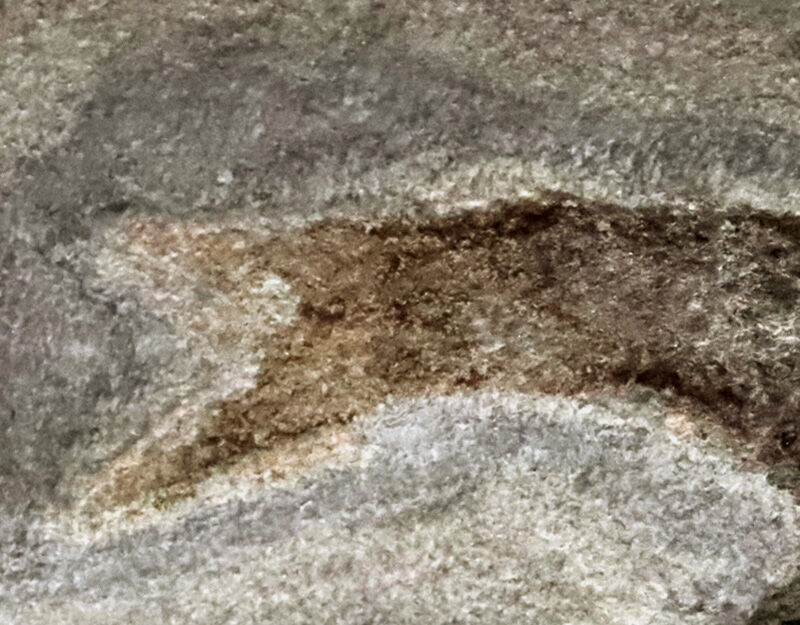 ベリーレア！魚なのに顎がない！？ 約4億3,000万年前の奇妙な古代魚「ビルケニア（Birkenia）」の化石。太古の姿を今に伝える、保存状態の良い希少標本！（その4）