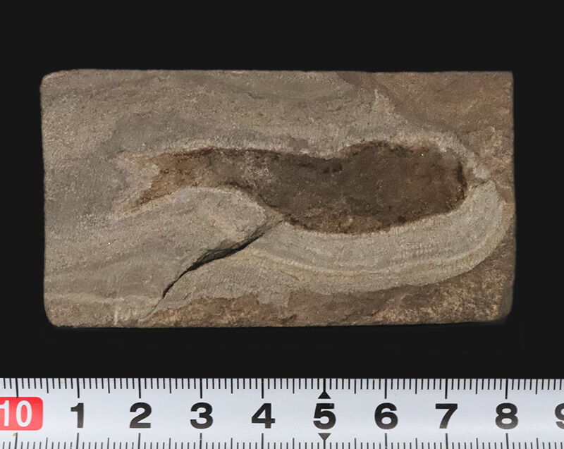 ベリーレア！魚なのに顎がない！？ 約4億3,000万年前の奇妙な古代魚「ビルケニア（Birkenia）」の化石。太古の姿を今に伝える、保存状態の良い希少標本！（その7）