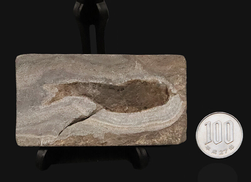 ベリーレア！魚なのに顎がない！？ 約4億3,000万年前の奇妙な古代魚「ビルケニア（Birkenia）」の化石。太古の姿を今に伝える、保存状態の良い希少標本！（その8）