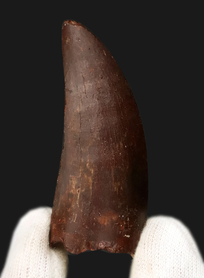 自然が創り出した造形美！サイズ、状態、フォルムが揃った、コレクターズアイテム！カルカロドントサウルス（Carcharodontosaurus saharicus）の上質歯化石（その1）