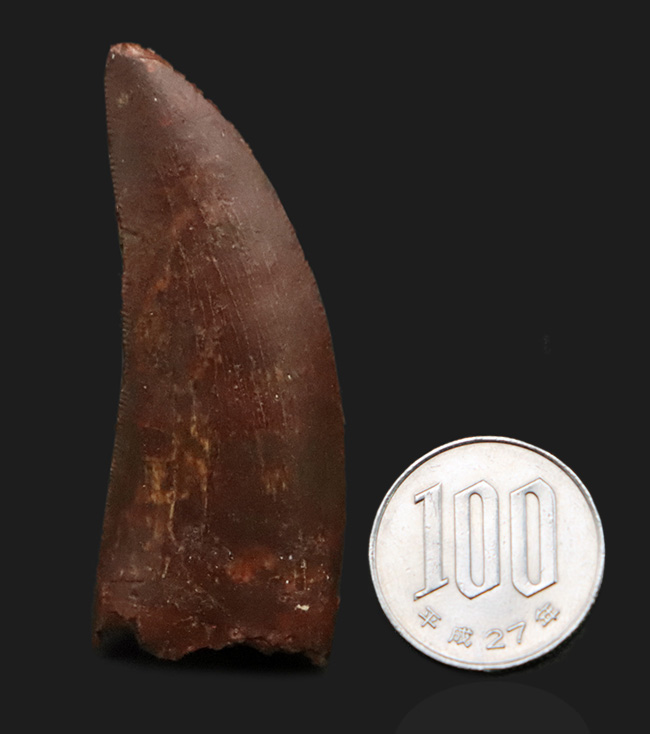 自然が創り出した造形美！サイズ、状態、フォルムが揃った、コレクターズアイテム！カルカロドントサウルス（Carcharodontosaurus saharicus）の上質歯化石（その10）