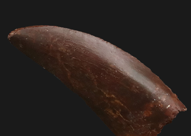 自然が創り出した造形美！サイズ、状態、フォルムが揃った、コレクターズアイテム！カルカロドントサウルス（Carcharodontosaurus saharicus）の上質歯化石（その2）