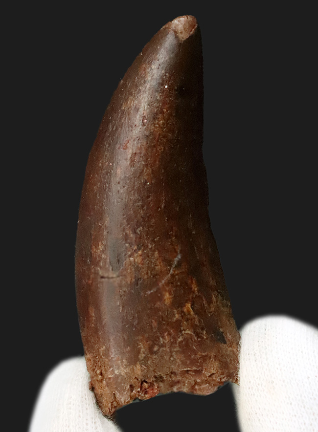 自然が創り出した造形美！サイズ、状態、フォルムが揃った、コレクターズアイテム！カルカロドントサウルス（Carcharodontosaurus saharicus）の上質歯化石（その3）