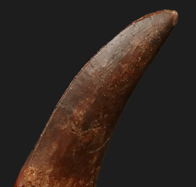 自然が創り出した造形美！サイズ、状態、フォルムが揃った、コレクターズアイテム！カルカロドントサウルス（Carcharodontosaurus saharicus）の上質歯化石（その4）