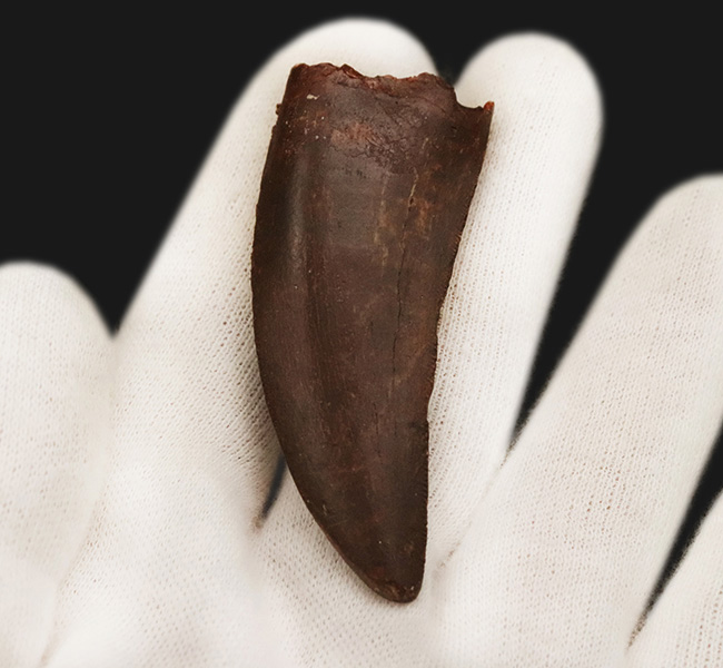 自然が創り出した造形美！サイズ、状態、フォルムが揃った、コレクターズアイテム！カルカロドントサウルス（Carcharodontosaurus saharicus）の上質歯化石（その5）