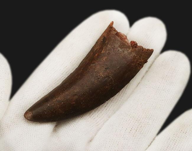 自然が創り出した造形美！サイズ、状態、フォルムが揃った、コレクターズアイテム！カルカロドントサウルス（Carcharodontosaurus saharicus）の上質歯化石（その6）