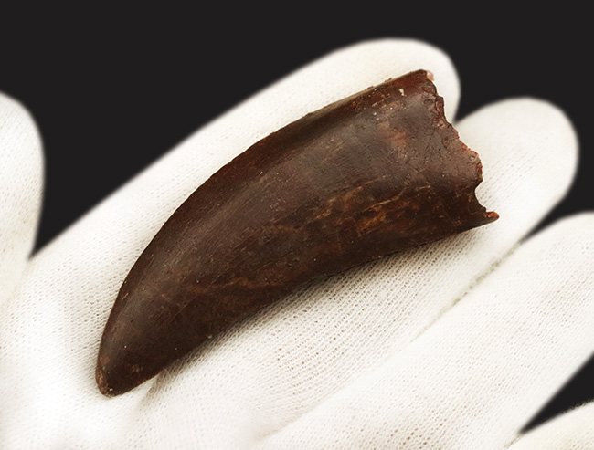 自然が創り出した造形美！サイズ、状態、フォルムが揃った、コレクターズアイテム！カルカロドントサウルス（Carcharodontosaurus saharicus）の上質歯化石（その7）