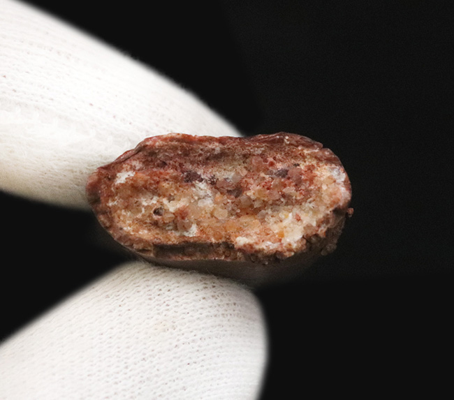 自然が創り出した造形美！サイズ、状態、フォルムが揃った、コレクターズアイテム！カルカロドントサウルス（Carcharodontosaurus saharicus）の上質歯化石（その8）