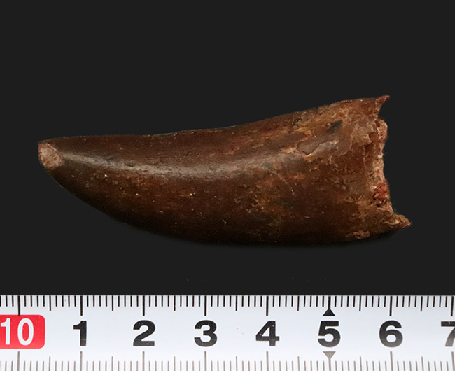 自然が創り出した造形美！サイズ、状態、フォルムが揃った、コレクターズアイテム！カルカロドントサウルス（Carcharodontosaurus saharicus）の上質歯化石（その9）