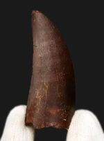 自然が創り出した造形美！サイズ、状態、フォルムが揃った、コレクターズアイテム！カルカロドントサウルス（Carcharodontosaurus saharicus）の上質歯化石