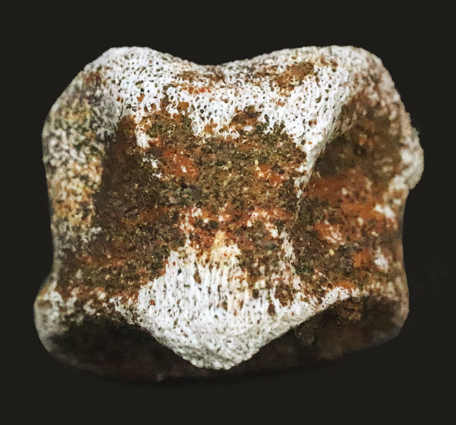 産地・時代・分類すべてが明確！恐竜のワンダーランド、米国モンタナ州ヘルクリーク累層から採集されたパキケファロサウルス（Pachycephalosaurus wyomingensis）の足指の化石（その1）