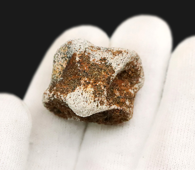 産地・時代・分類すべてが明確！恐竜のワンダーランド、米国モンタナ州ヘルクリーク累層から採集されたパキケファロサウルス（Pachycephalosaurus wyomingensis）の足指の化石（その2）