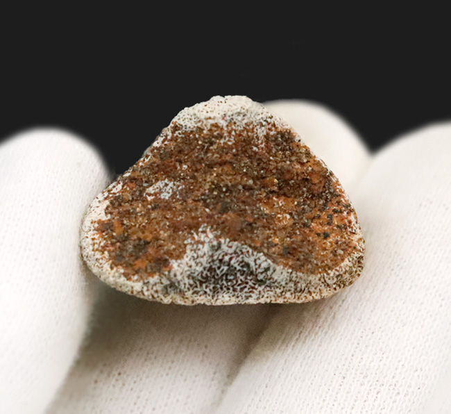 産地・時代・分類すべてが明確！恐竜のワンダーランド、米国モンタナ州ヘルクリーク累層から採集されたパキケファロサウルス（Pachycephalosaurus wyomingensis）の足指の化石（その3）