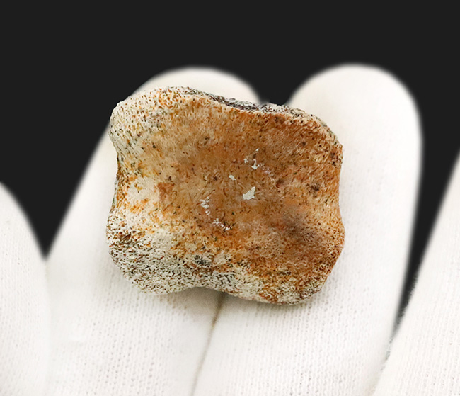 産地・時代・分類すべてが明確！恐竜のワンダーランド、米国モンタナ州ヘルクリーク累層から採集されたパキケファロサウルス（Pachycephalosaurus wyomingensis）の足指の化石（その4）