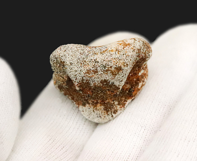 産地・時代・分類すべてが明確！恐竜のワンダーランド、米国モンタナ州ヘルクリーク累層から採集されたパキケファロサウルス（Pachycephalosaurus wyomingensis）の足指の化石（その5）